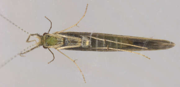 Plancia ëd Leptocerus tineiformis Curtis 1834