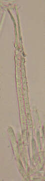 Image of Albotricha acutipila (P. Karst.) Raitv. 1970