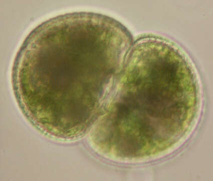 Image de Cosmarium botrytis