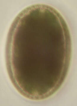 Image de Cosmarium botrytis