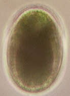 Image of Cosmarium botrytis
