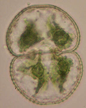 Imagem de Cosmarium botrytis