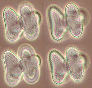 Image of Staurastrum alternans