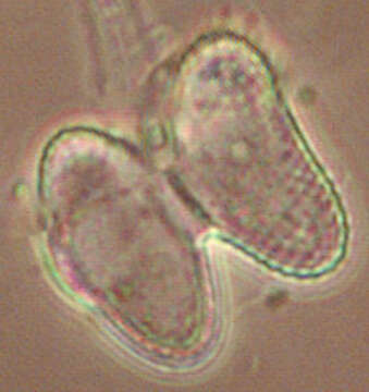 Image of Staurastrum alternans