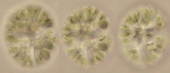 Image of Elliptochloris