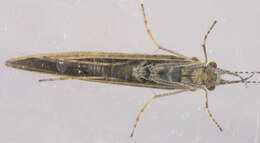 Image of Athripsodes cinereus (Curtis 1834)