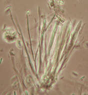 Image of Chlorociboria aeruginascens (Nyl.) Kanouse ex C. S. Ramamurthi, Korf & L. R. Batra 1958