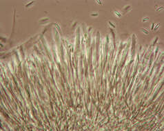 Image of Chlorociboria aeruginascens (Nyl.) Kanouse ex C. S. Ramamurthi, Korf & L. R. Batra 1958