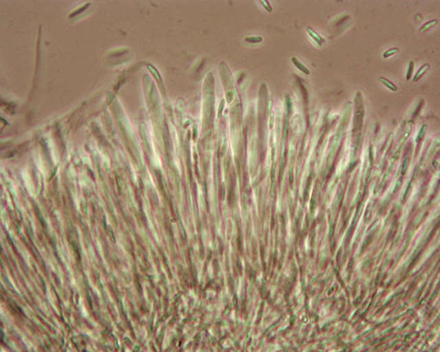 Image de Chlorociboria aeruginascens (Nyl.) Kanouse ex C. S. Ramamurthi, Korf & L. R. Batra 1958