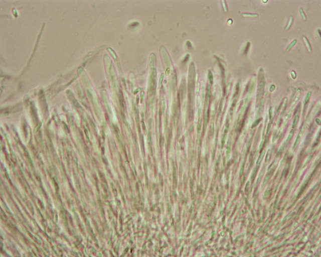 Image de Chlorociboria aeruginascens (Nyl.) Kanouse ex C. S. Ramamurthi, Korf & L. R. Batra 1958