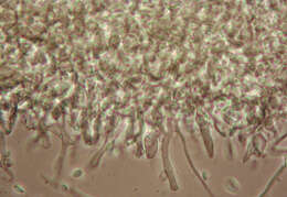 Image of Chlorociboria aeruginascens (Nyl.) Kanouse ex C. S. Ramamurthi, Korf & L. R. Batra 1958