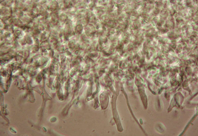 Image de Chlorociboria aeruginascens (Nyl.) Kanouse ex C. S. Ramamurthi, Korf & L. R. Batra 1958