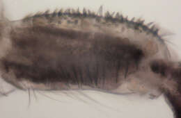 Image of Machilidae