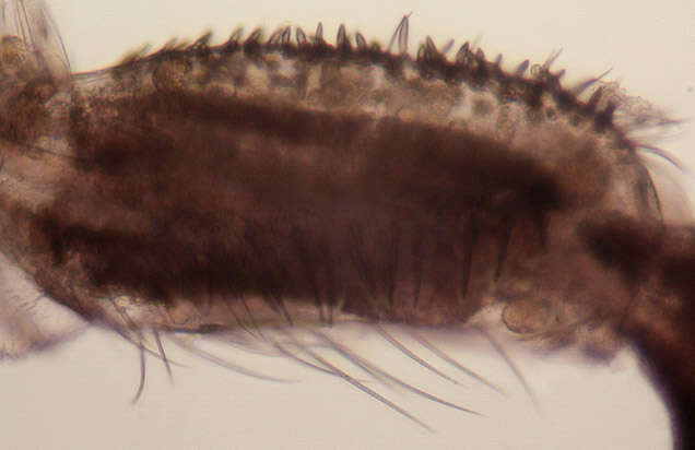 Image of Machilidae