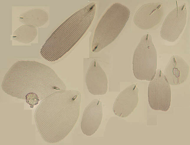 Image of Machilidae