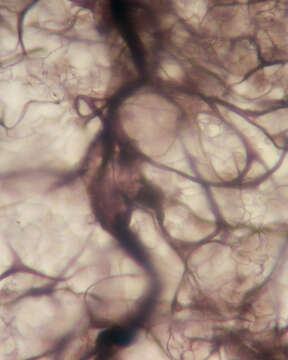 Image of Stemonitis axifera