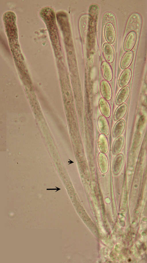 Image of Cheilymenia granulata (Bull.) J. Moravec 1990