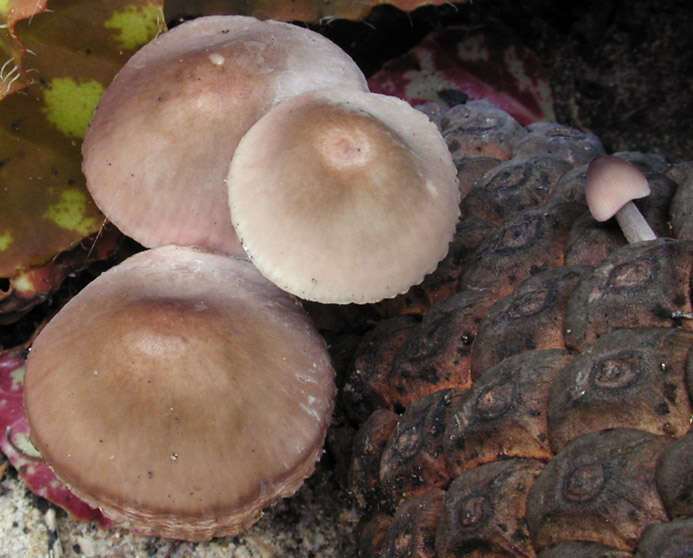 Image of Mycena seynii Quél. 1877