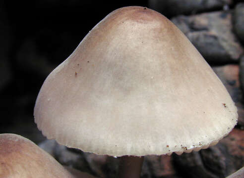 Image of Mycena seynii Quél. 1877