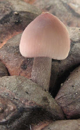 Image of Mycena seynii Quél. 1877