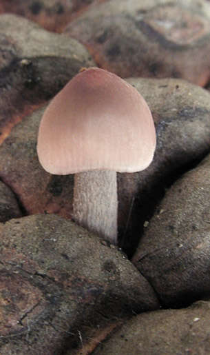 Image of Mycena seynii Quél. 1877