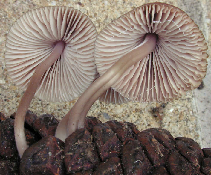 Image of Mycena seynii Quél. 1877