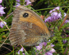 Image of hedge brown