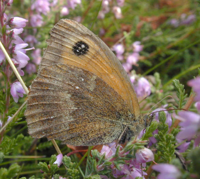 Image of hedge brown