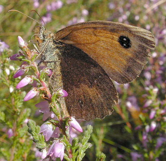 Image of hedge brown