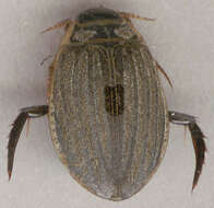 Image of Grooved Diving Beetle