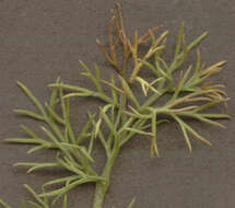 Image of scentless false mayweed