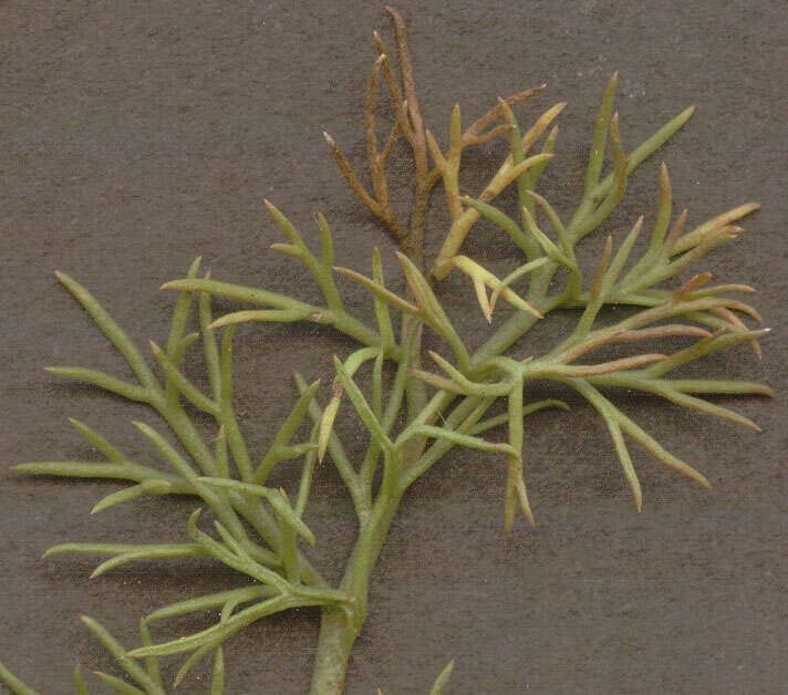 Image of scentless false mayweed