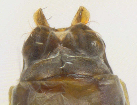 Image of Athripsodes cinereus (Curtis 1834)