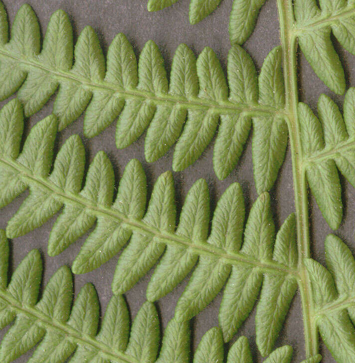 Image of Bracken