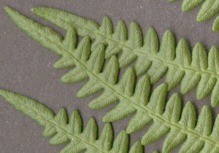 Image of Bracken