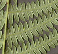 Image of Bracken