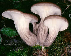 Image of Branched Oyster Mushroom