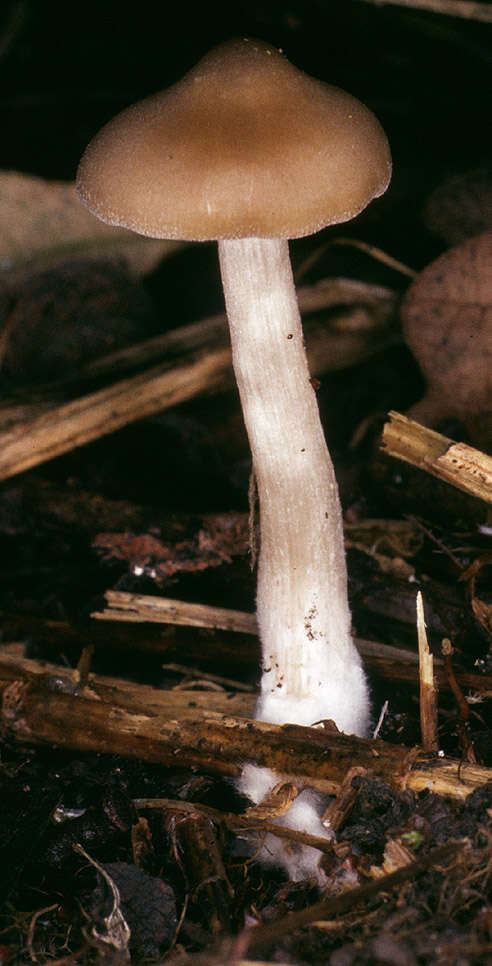 Image of Entoloma rhodopolium (Fr.) P. Kumm. 1871