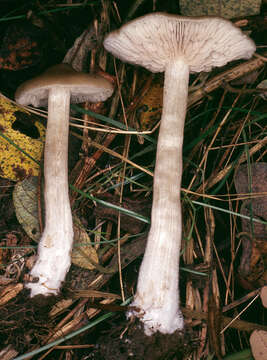 Image of Entoloma rhodopolium (Fr.) P. Kumm. 1871