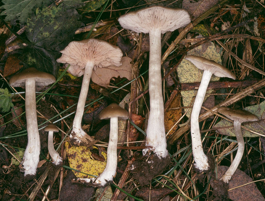 Image of Entoloma rhodopolium (Fr.) P. Kumm. 1871