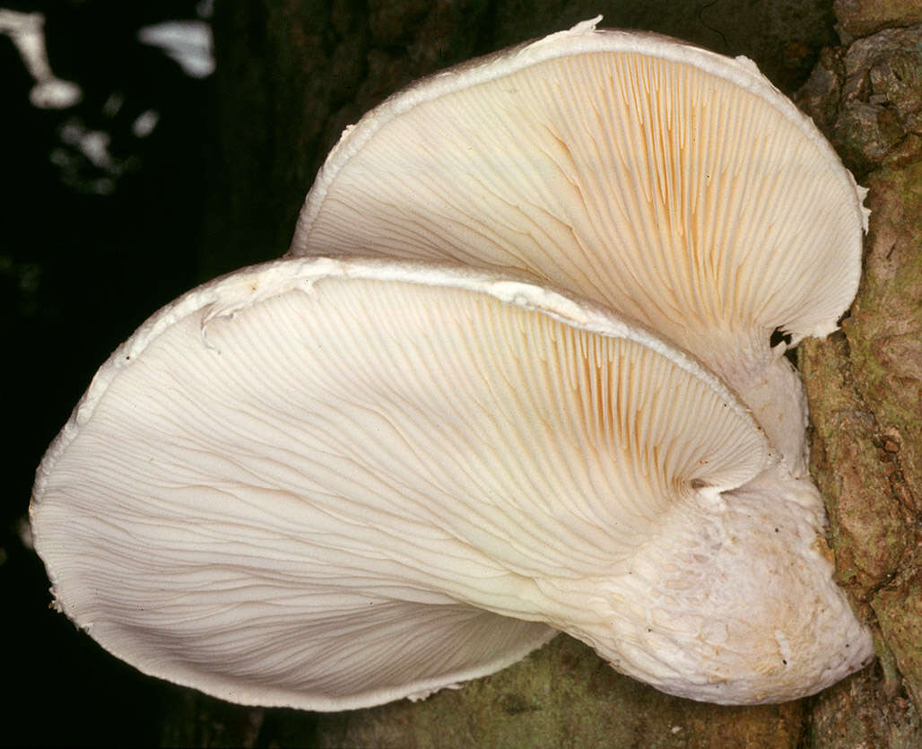 Image of Pleurotus dryinus (Pers.) P. Kumm. 1871