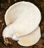 Image of Pleurotus dryinus (Pers.) P. Kumm. 1871