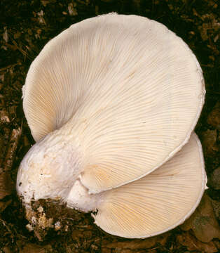 Image of Pleurotus dryinus (Pers.) P. Kumm. 1871