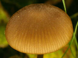 Image de Entoloma hirtipes (Schumach.) M. M. Moser 1978