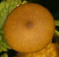 Image de Entoloma hirtipes (Schumach.) M. M. Moser 1978