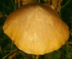 Image de Entoloma hirtipes (Schumach.) M. M. Moser 1978