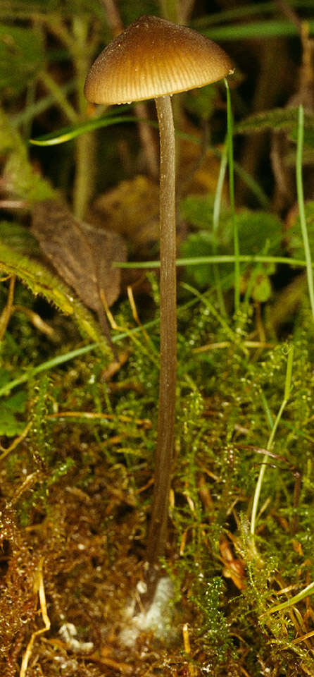 Image de Entoloma hirtipes (Schumach.) M. M. Moser 1978