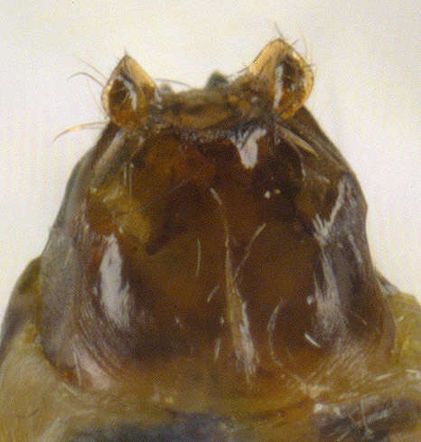 Image of Athripsodes cinereus (Curtis 1834)