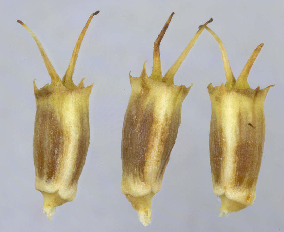 Image of corky-fruited water-dropwort