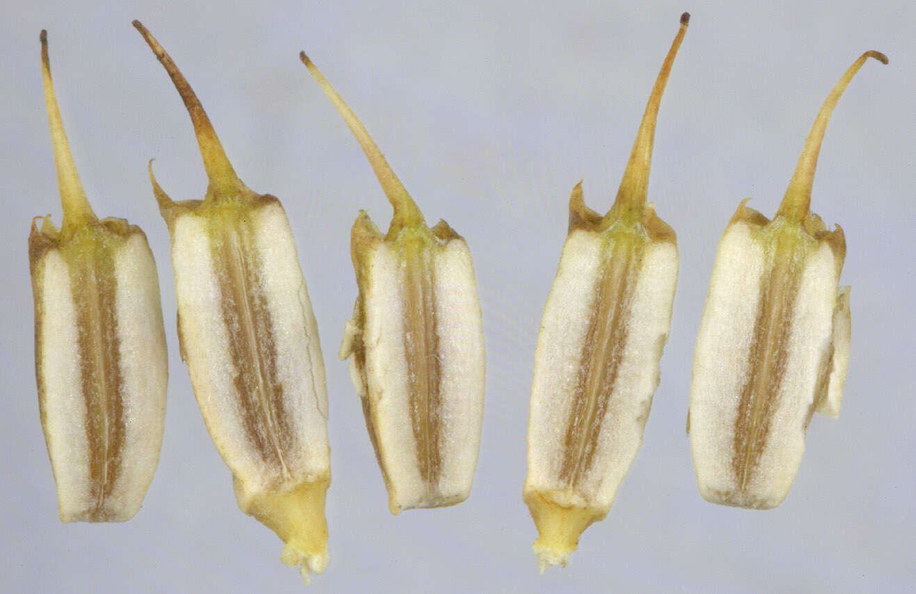 Image of corky-fruited water-dropwort